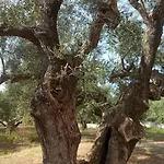Feriehus Olive Trees Tragaki