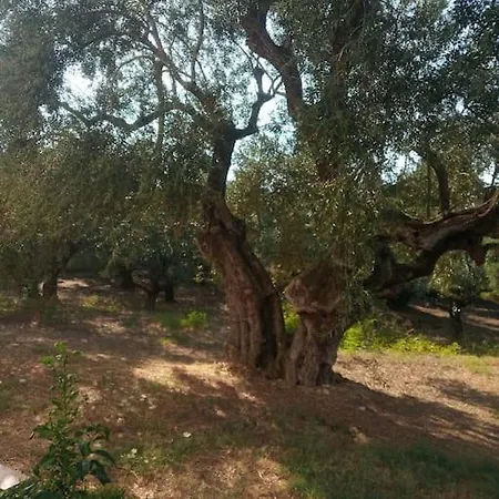 Olive Trees Feriehus Tragaki