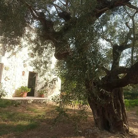 Olive Trees Tragaki