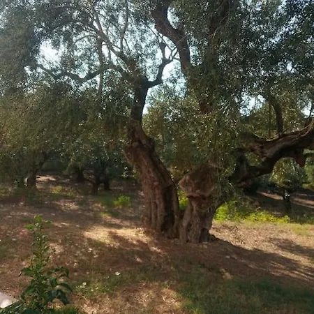 Olive Trees Holiday home Tragaki