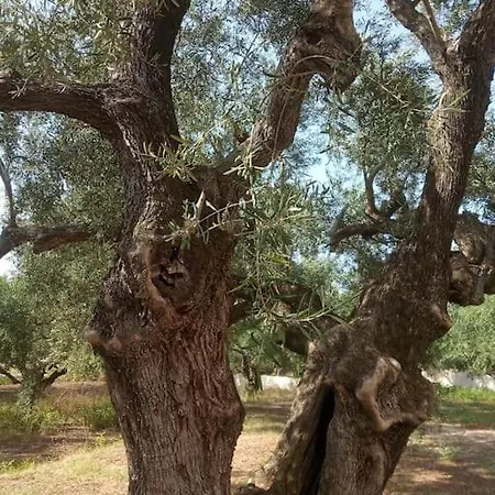 Holiday home Olive Trees Tragaki