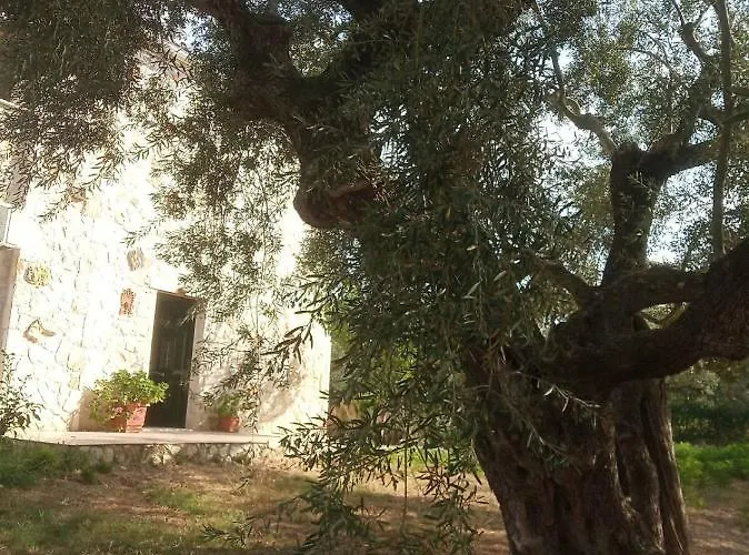 Olive Trees Tragaki