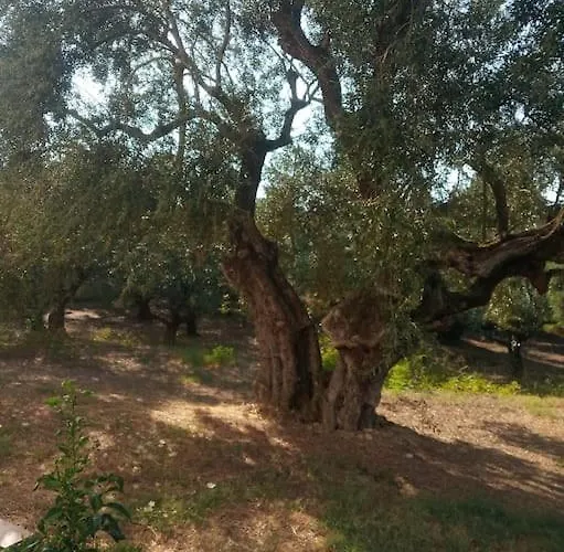 Olive Trees 度假居 查加基恩