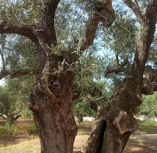 度假居 Olive Trees 查加基恩