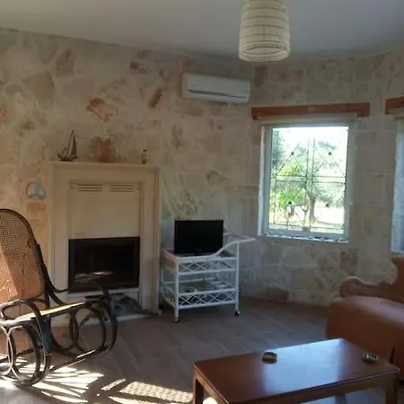 Olive Trees 查加基恩